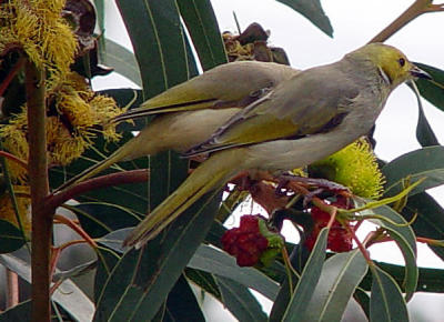 ayers rock bird.jpg