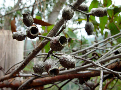 Blue Mtns seed pods.jpg