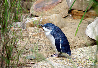 Featherdale Wildlife Park - Sydney  Fairy Penguin.jpg