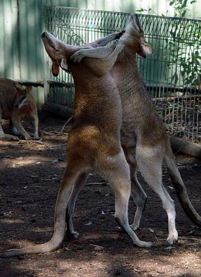 Featherdale Wildlife Park - Sydney  Kangaroos Boxing.jpg