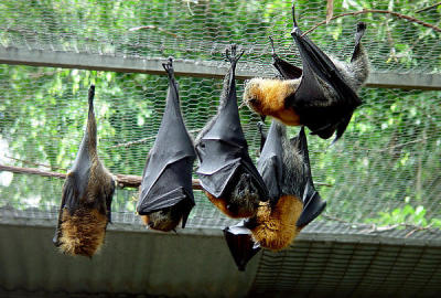 Featherdale Wildlife Park - Sydney - Big Bats.jpg