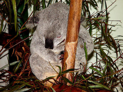 Featherdale Wildlife Park - Sydney  Koala 00.jpg