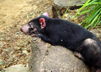 Featherdale Wildlife Park - Sydney  Tasmanian Devil.jpg