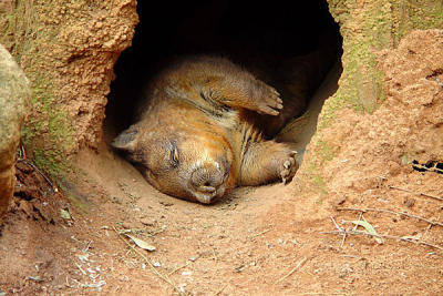 Featherdale Wildlife Park - Sydney  Wombat.jpg