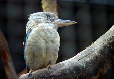 Featherdale Wildlife Park - Sydney - KooKaberra 00.jpg