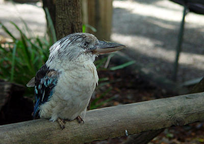 Featherdale Wildlife Park - Sydney - KooKaberra 01.jpg