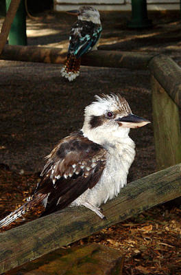 Featherdale Wildlife Park - Sydney - KooKaberra 02.jpg
