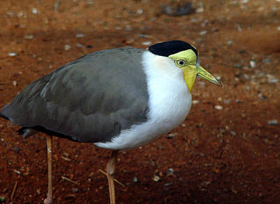 Featherdale Wildlife Park - Sydney 00.jpg