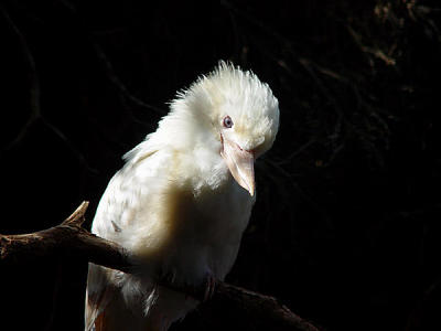 Featherdale Wildlife Park - Sydney 01.jpg