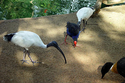 Featherdale Wildlife Park - Sydney 04.jpg