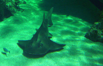u7/spock/medium/1217837.SydneyAquarium01.jpg