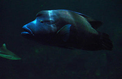u7/spock/medium/1217838.SydneyAquarium02.jpg