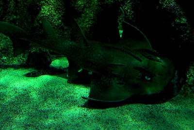 u7/spock/medium/1217839.SydneyAquarium03.jpg
