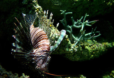 u7/spock/medium/1217840.SydneyAquarium04.jpg