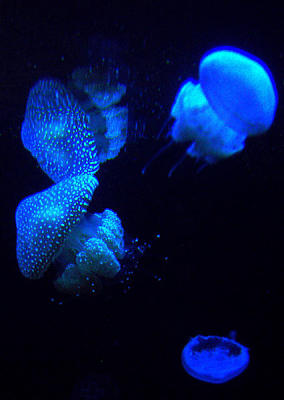 u7/spock/medium/1217841.SydneyAquarium05.jpg