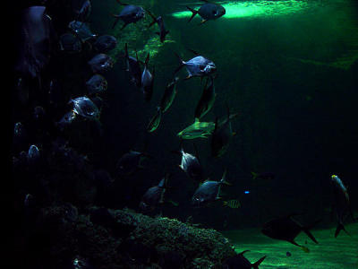 u7/spock/medium/1217842.SydneyAquarium06.jpg