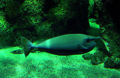 u7/spock/medium/1217843.SydneyAquarium08.jpg