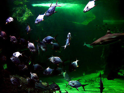 u7/spock/medium/1217844.SydneyAquarium09.jpg