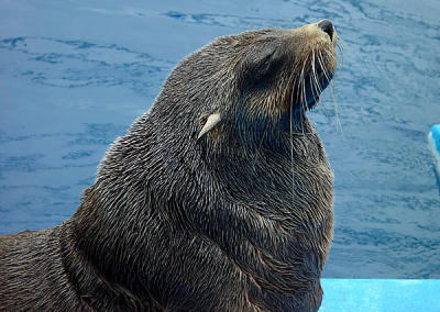 u7/spock/medium/1217845.SydneyAquarium10.jpg