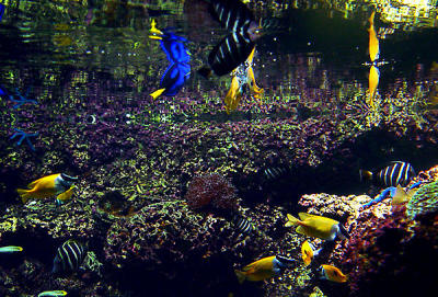 u7/spock/medium/1217846.SydneyAquarium11.jpg