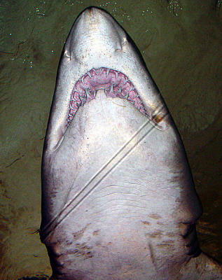u7/spock/medium/1217847.SydneyAquarium.jpg