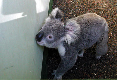 u7/spock/medium/1218010.FeatherdaleWildlifeParkSydneyKoalavj.jpg