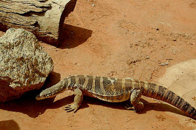 Alice Springs Reptile Center - vj.jpg
