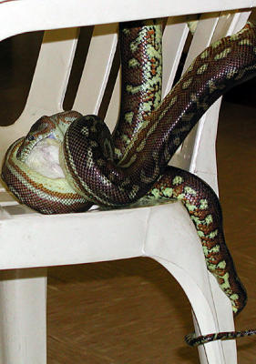 Alice Springs Reptile Center snake - vj.jpg