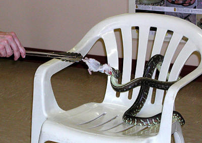 Alice Springs Reptile Center snake 01 - vj.jpg