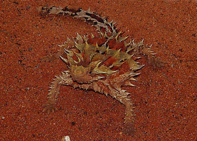 Alice Springs Reptile Center  Horny Devil 03.jpg