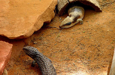 Alice Springs Reptile Center 01.jpg