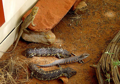 Alice Springs Reptile Center 02.jpg