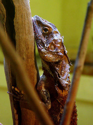 Alice Springs Reptile Center 06.jpg