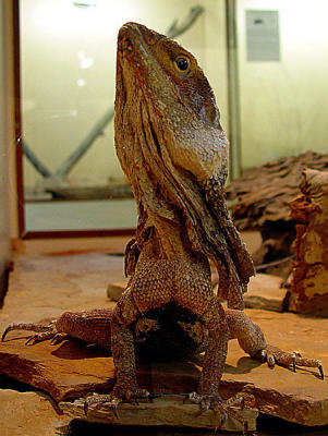 Alice Springs Reptile Center 10.jpg