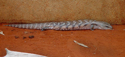 Alice Springs Reptile Center_2.jpg