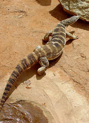 big goanna 01.jpg