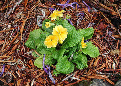 u7/spock/medium/1306609.BlueMtnsFlowerVJ.jpg