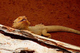 Alice Springs Reptile Center 03.jpg