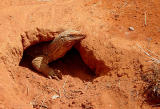 Alice Springs Reptile Center 04.jpg