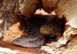 Alice Springs Reptile Center 07.jpg
