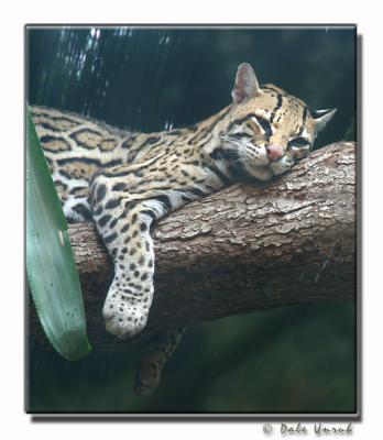 u7/squireland/medium/29182477.WaitingOutTheRain.jpg