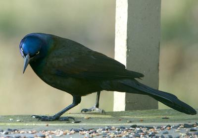 GrackleStare.jpg