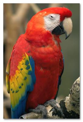 Macaw