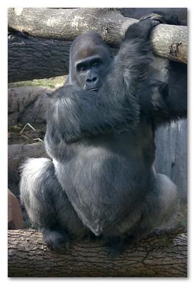 male silverback gorilla