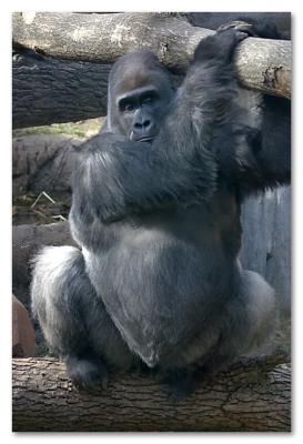 male silverback gorilla