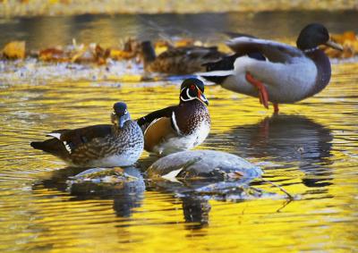 Wood Duck #2