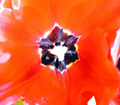 u7/stetsa/medium/1036678.tulip.jpg