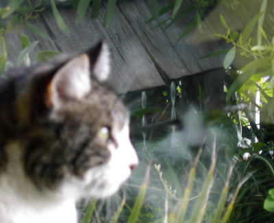 doublecat.jpeg