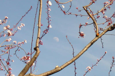 cherrymoon.jpeg