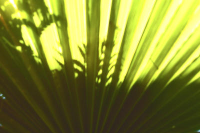 greenfan.jpeg
